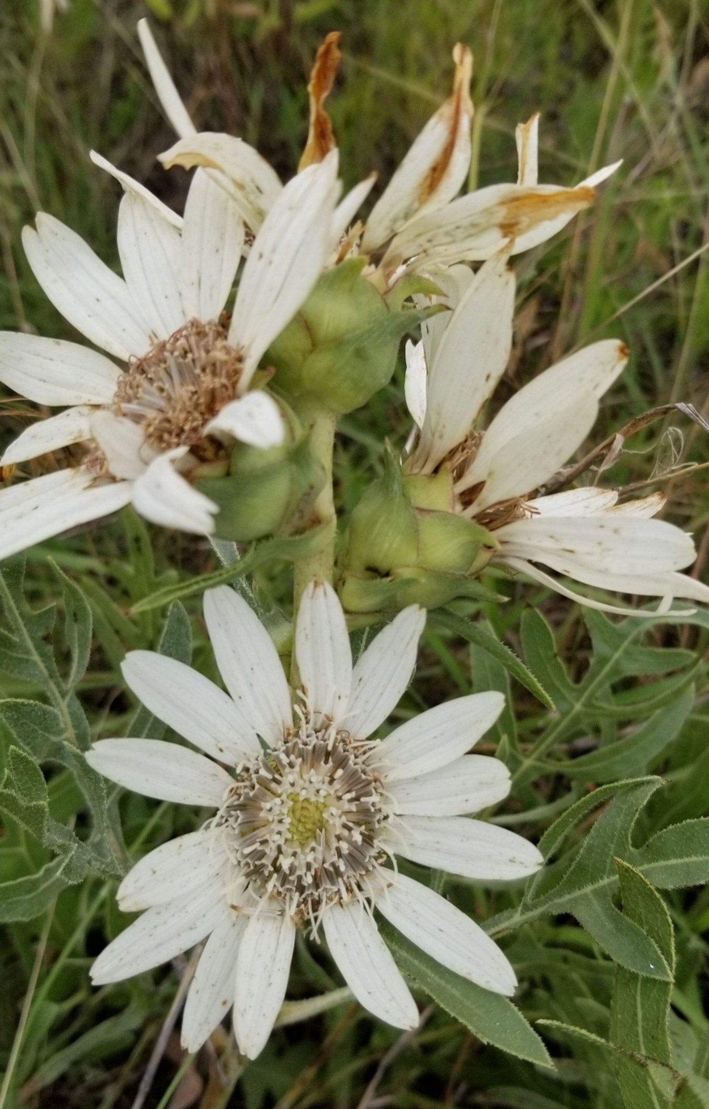 Silphium albiflorum (White Rosinweed)