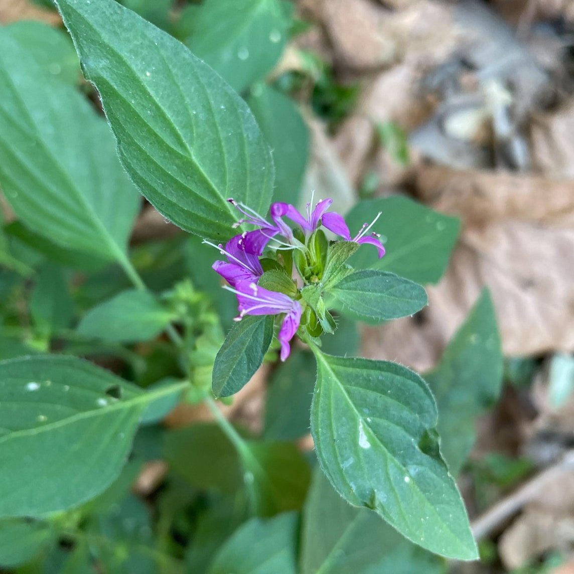 Dicliptera brachiata (Branched Foldwing)