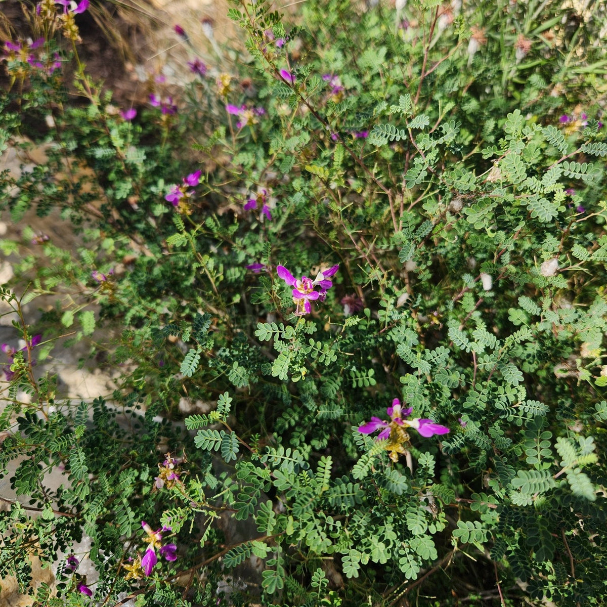 Dalea frutescens (Black Dalea)