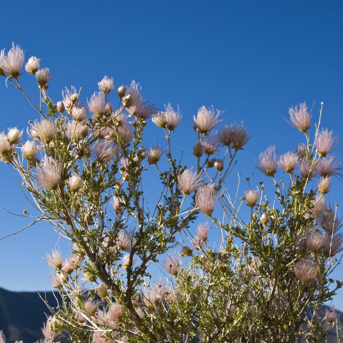 Fallugia paradoxa (Apache Plume)
