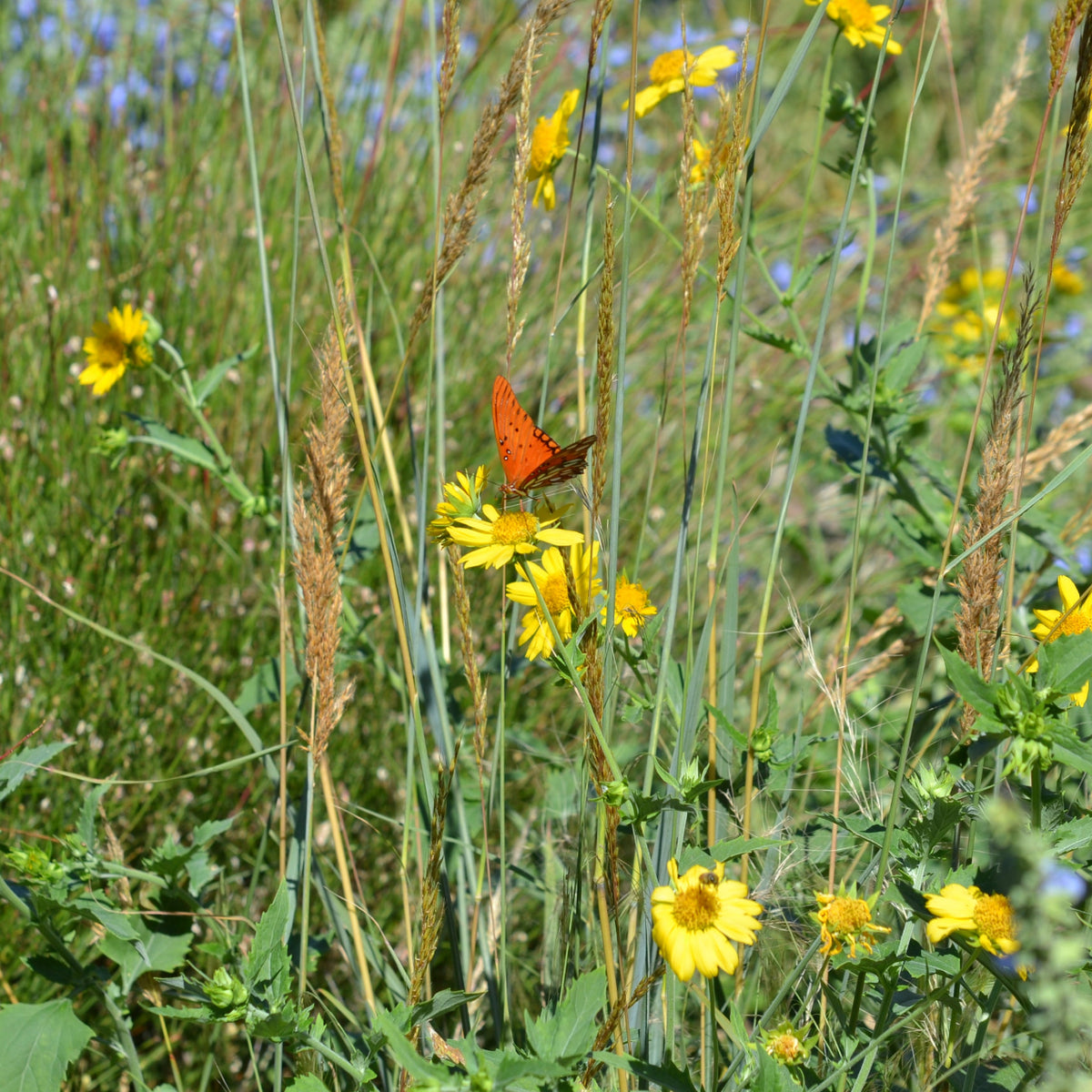 Cowpen Daisy Verbesina encelioides