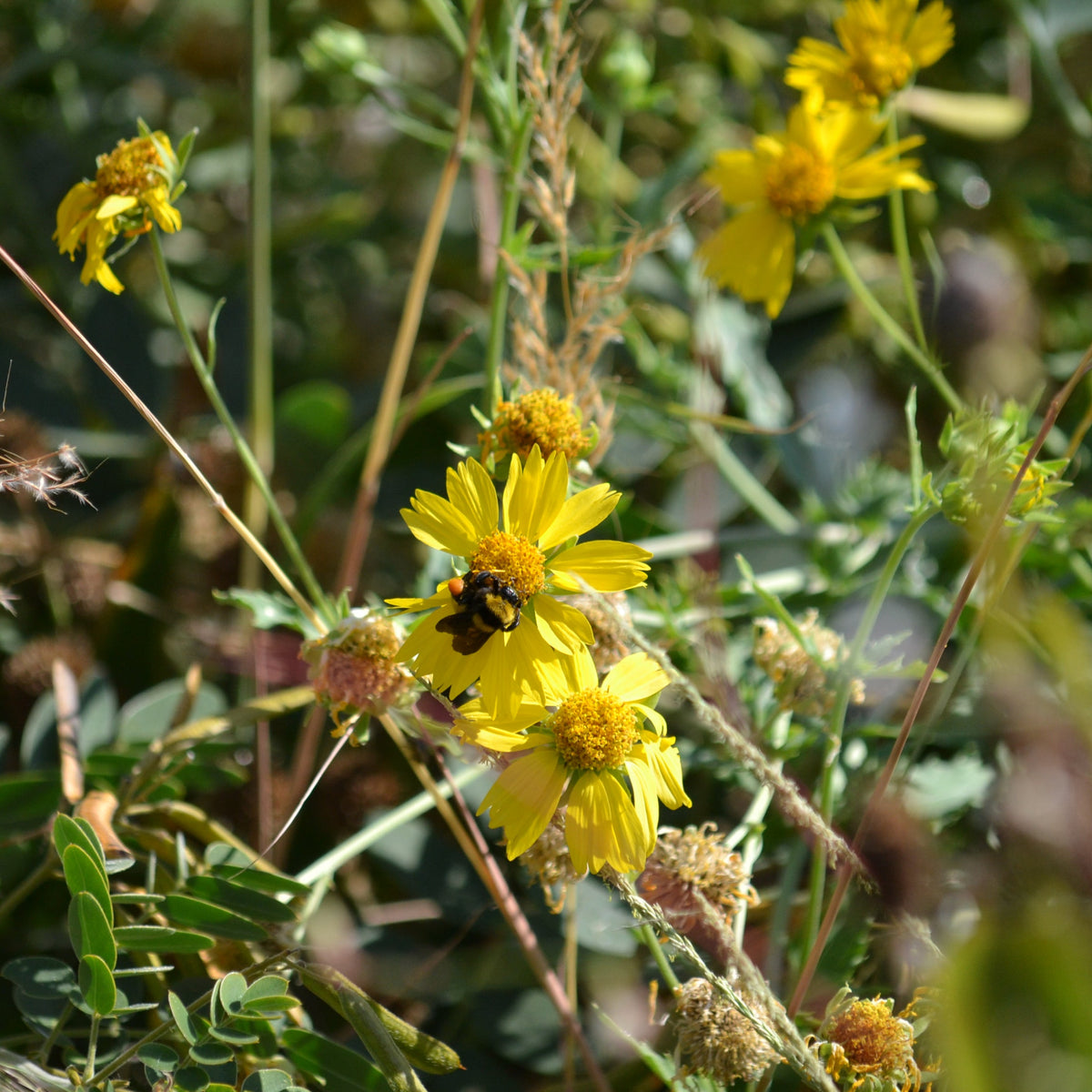 Cowpen Daisy Verbesina encelioides