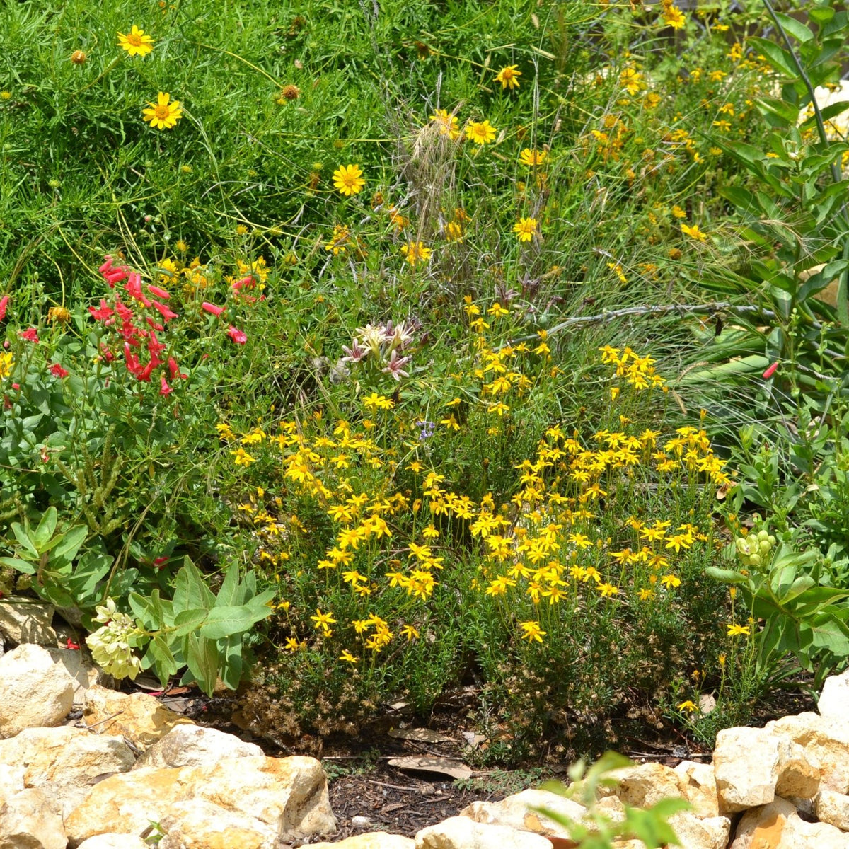 Chrysactinia mexicana (Damianita)