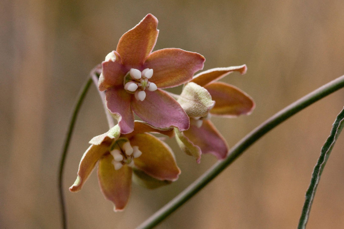 Funastrum crispum Wavyleaf Twinevine