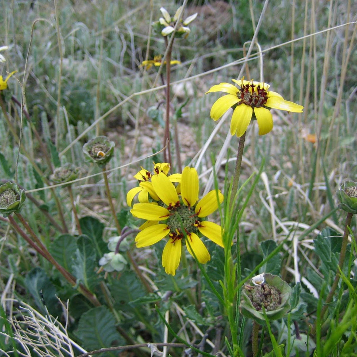 Berlandiera lyrata (Chocolate Daisy)