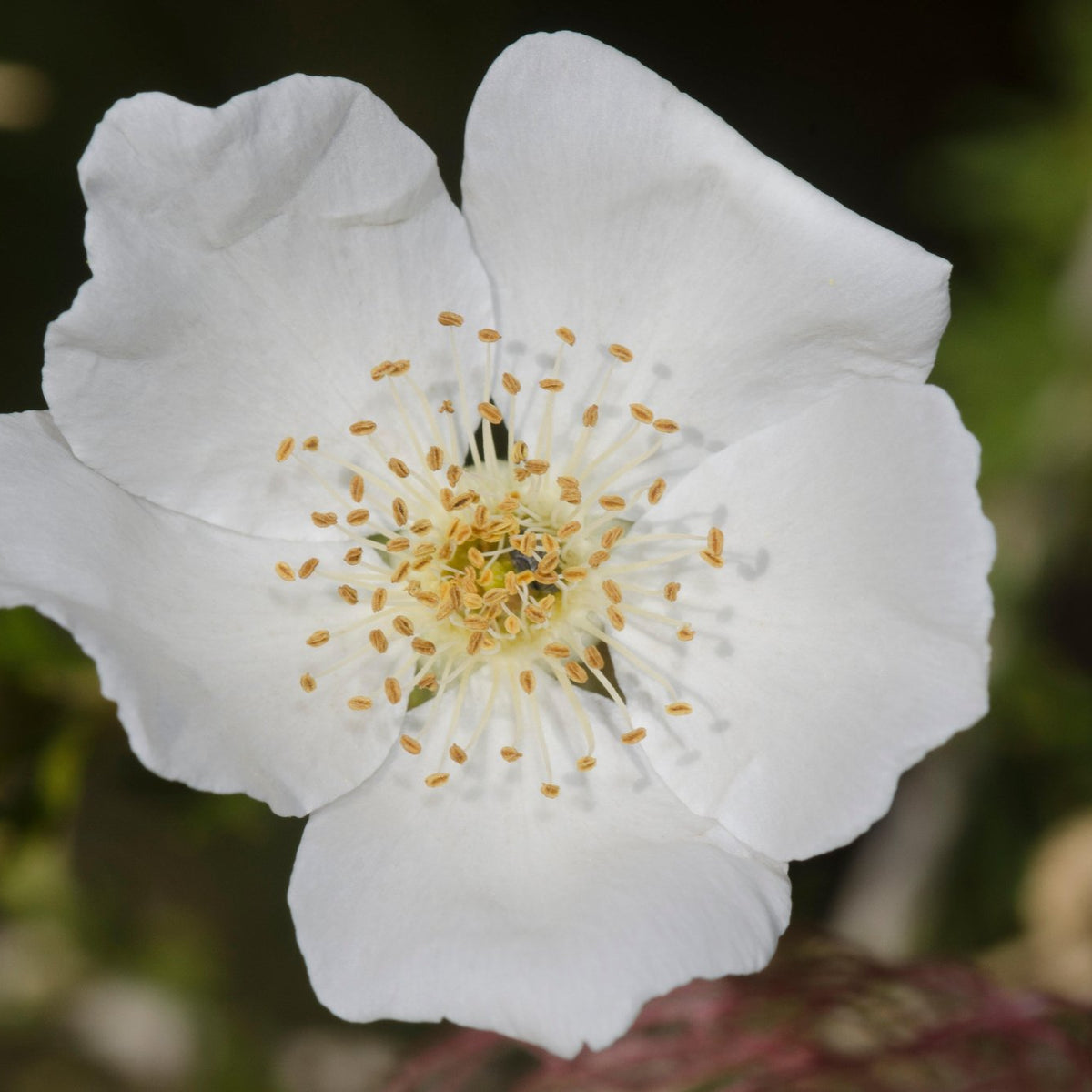 Fallugia paradoxa (Apache Plume)