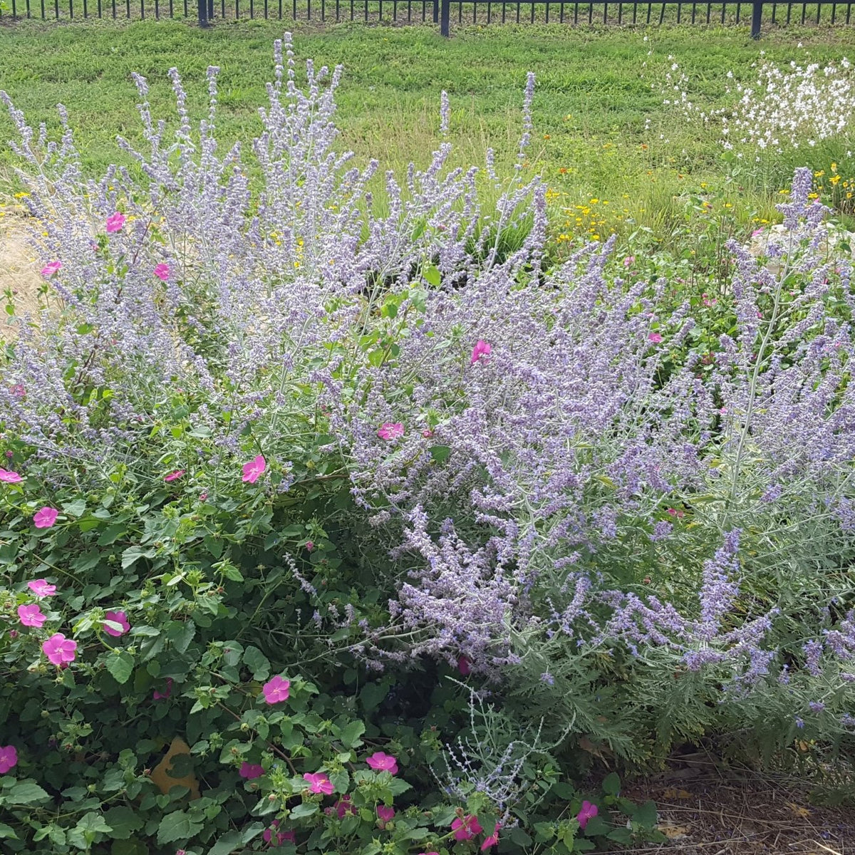 Salvia yangii (Russian Sage 'Blue Jean Baby')