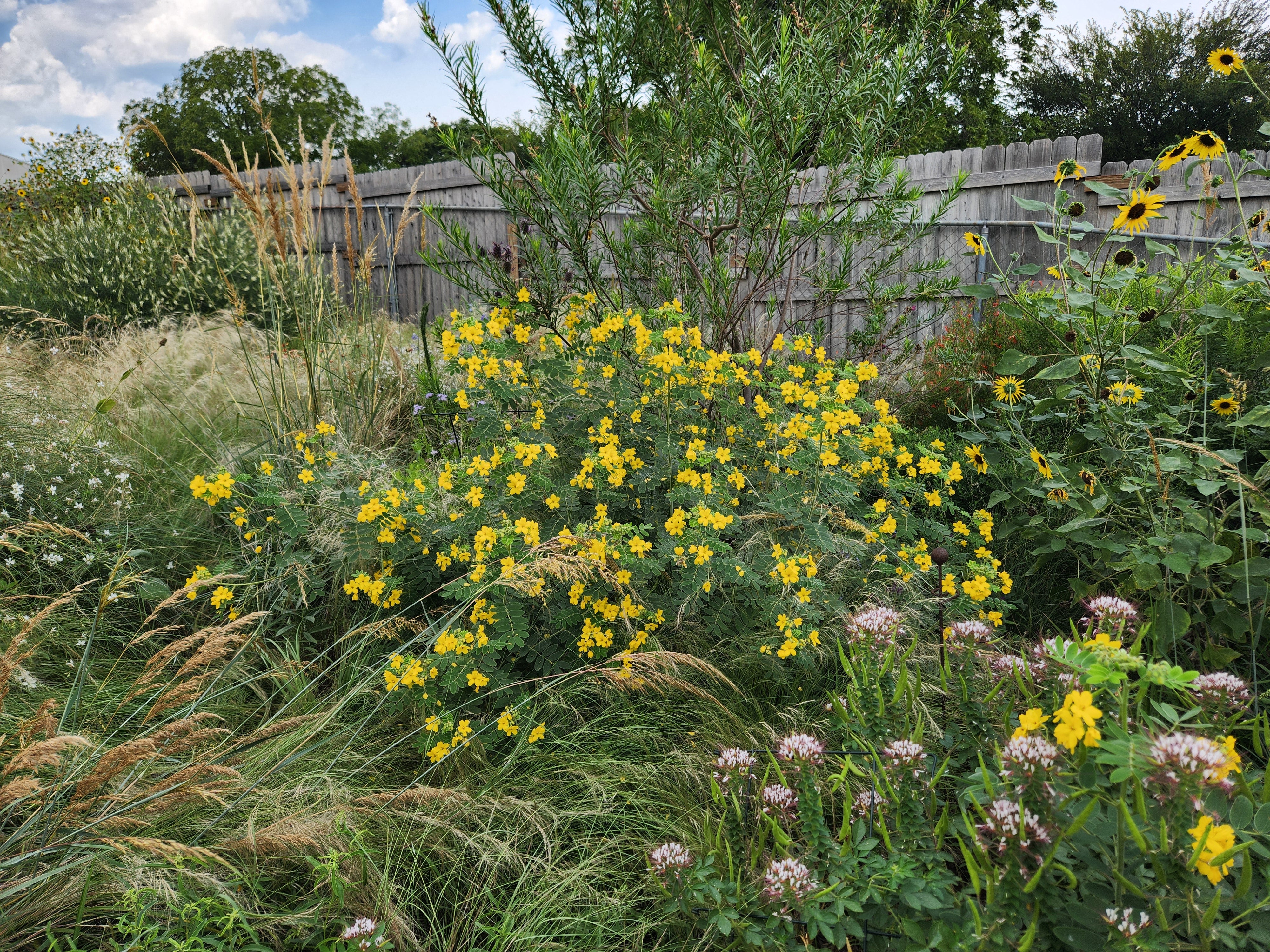 Senna lindheimeriana (Lindheimer's Senna)