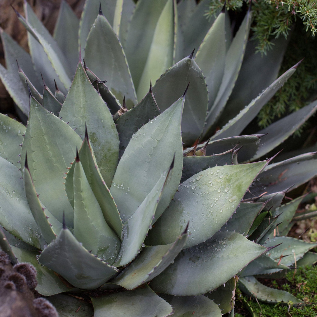 Agave havardiana (Havard's Agave)