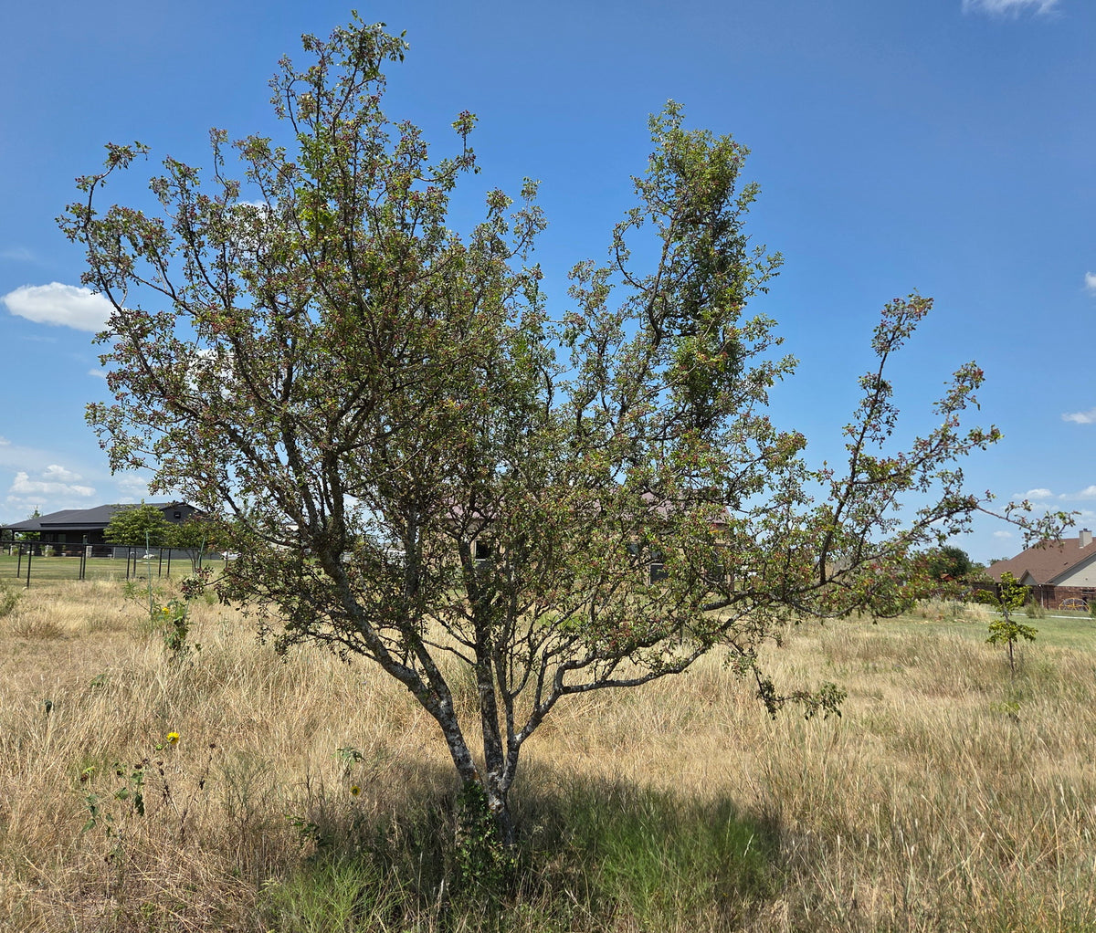Zanthoxylum hirsutum (Texas Prickly Ash)