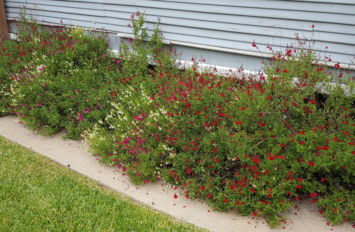Salvia greggii red (Autumn Sage red)
