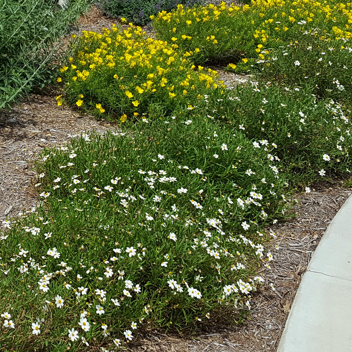 Blackfoot daisy (Melampodium leucanthum)