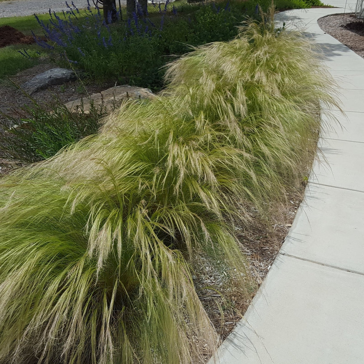 Mexican feather grass (Nassella tenuissima)