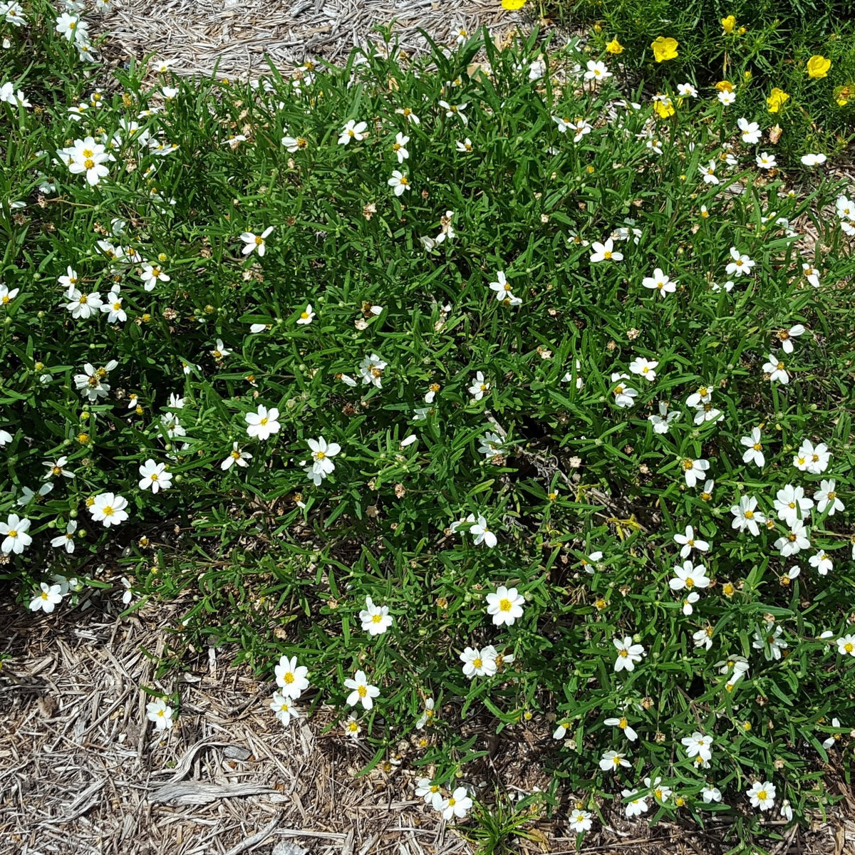Blackfoot daisy (Melampodium leucanthum)