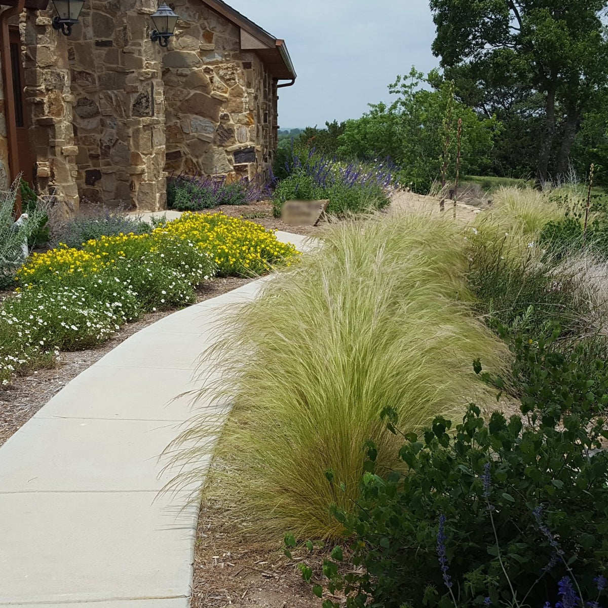 Mexican feather grass (Nassella tenuissima)