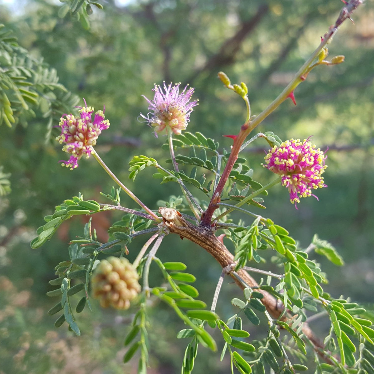 Fragrant mimosa (Mimosa borealis)