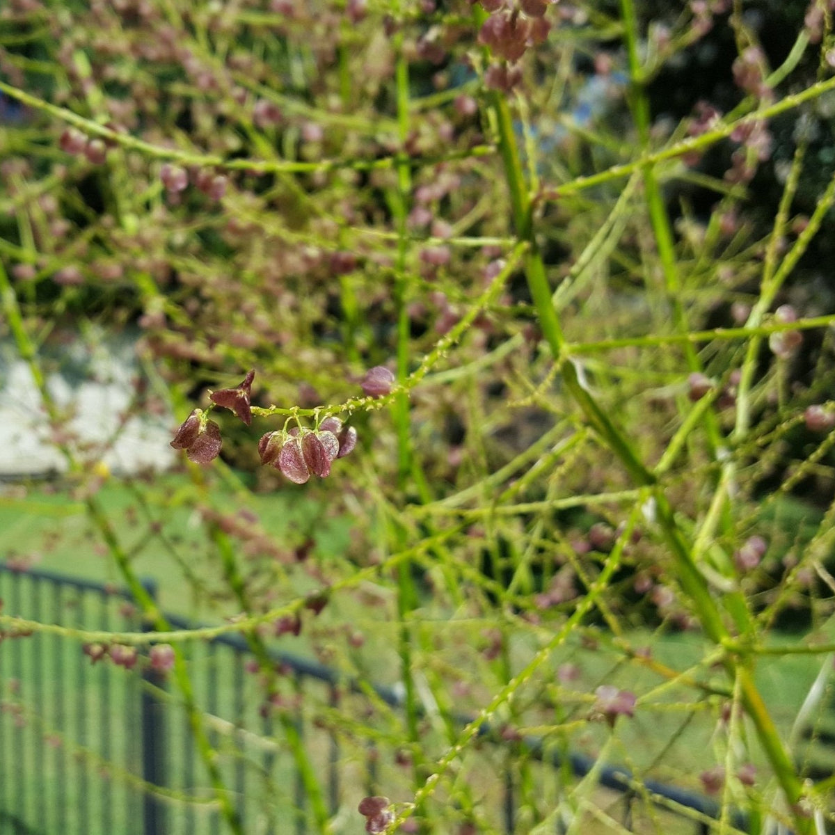 Lindheimer's nolina (Nolina lindheimeriana)