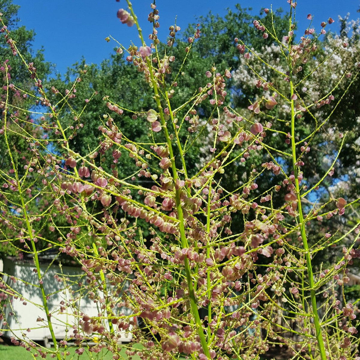 Lindheimer's nolina (Nolina lindheimeriana)
