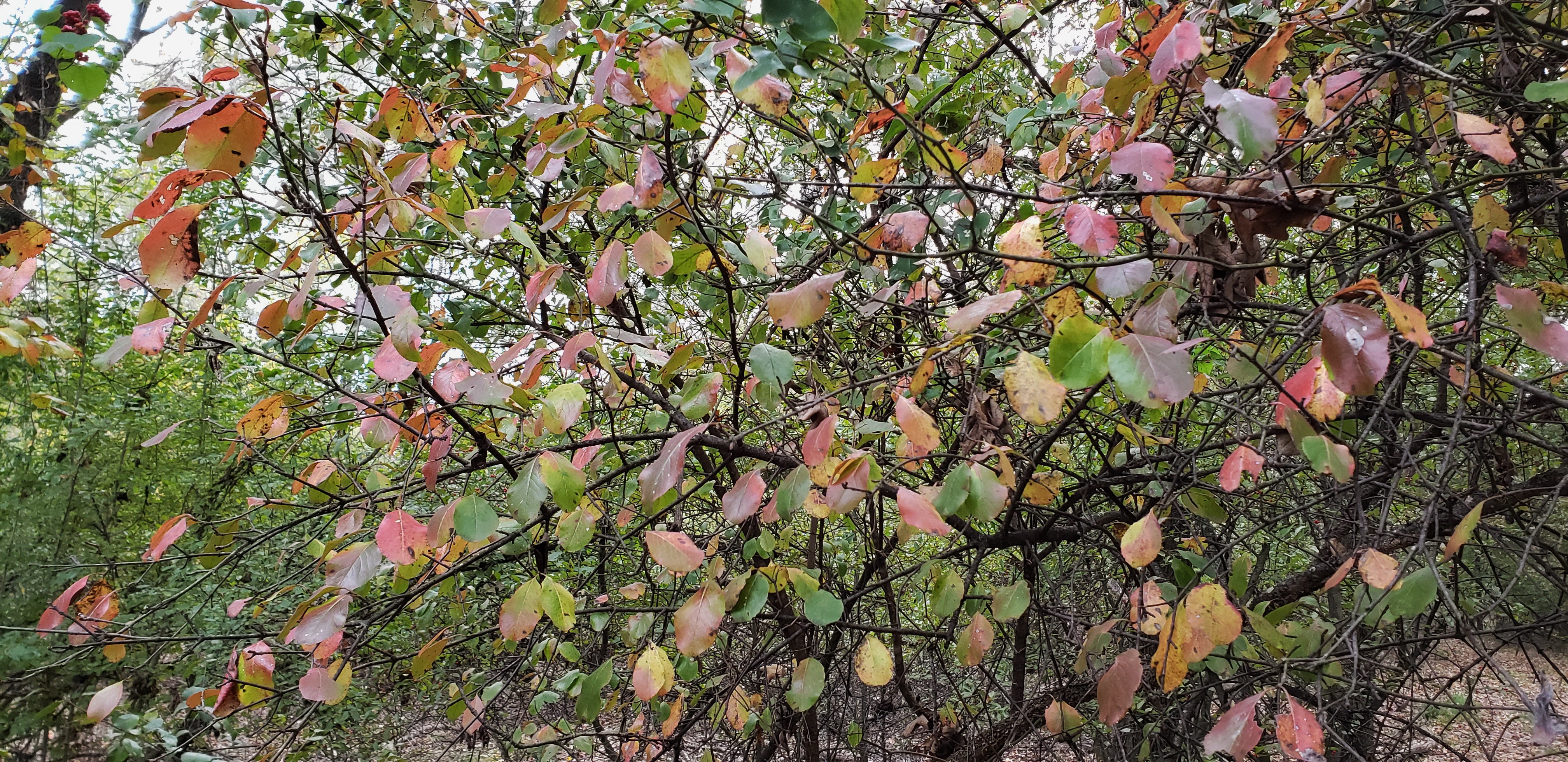 Viburnum rufidulum (Rusty Blackhaw Viburnum)