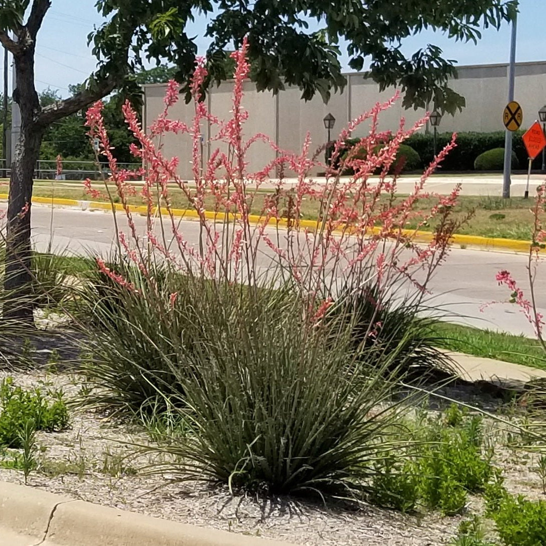 Yucca, Red (Hesperaloe parviflora)