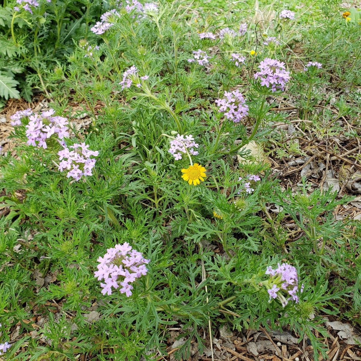 Glandularia bipinnatifida (Prairie Verbena)