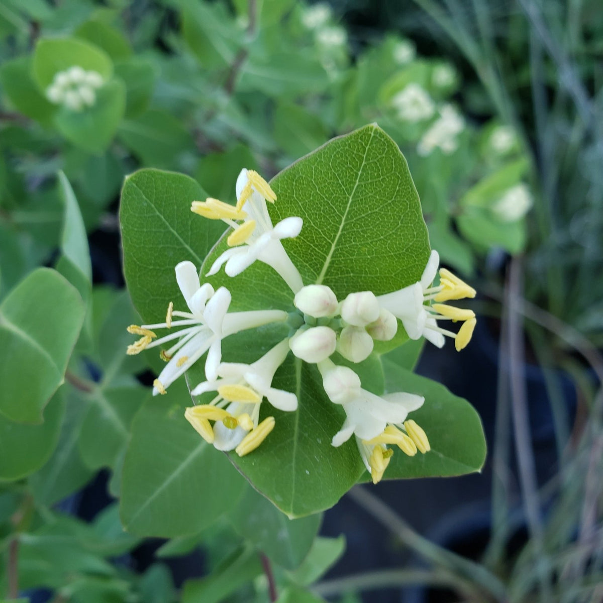 Lonicera albiflora (Western White Honeysuckle)
