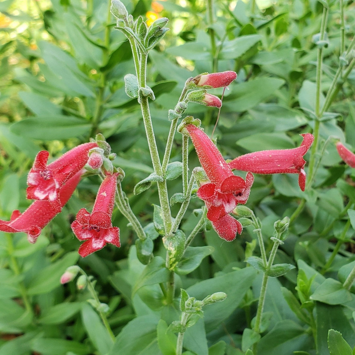 Penstemon baccharifolius (Rock Penstemon)