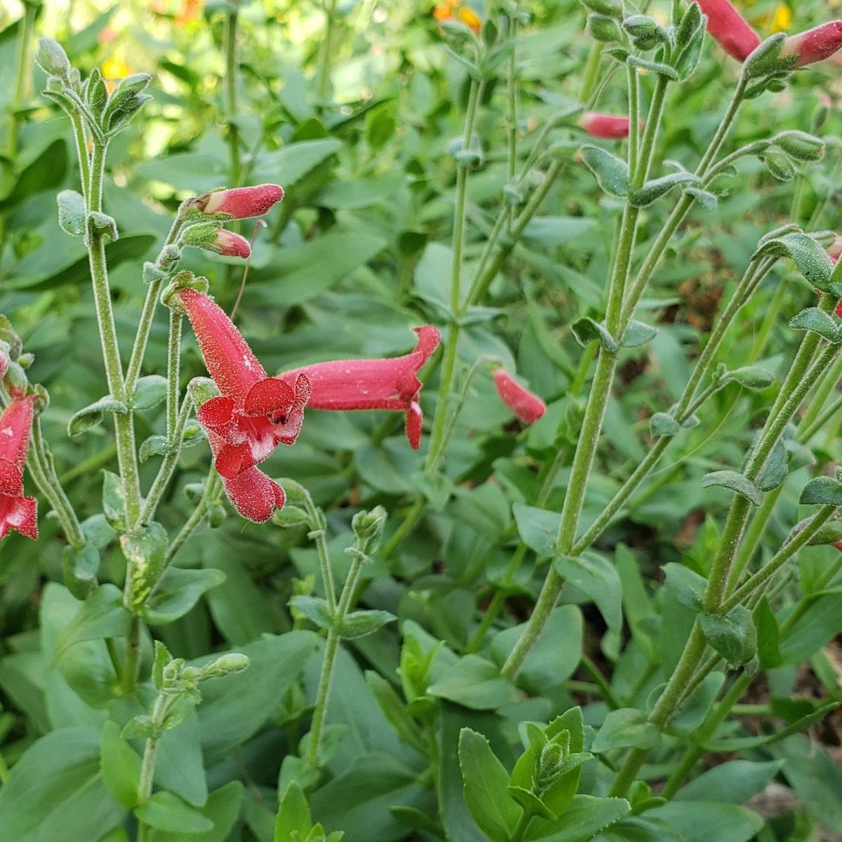 Penstemon baccharifolius (Rock Penstemon)