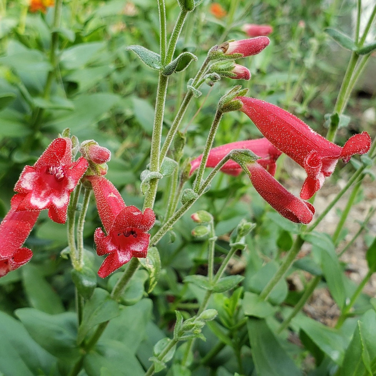 Penstemon baccharifolius (Rock Penstemon)