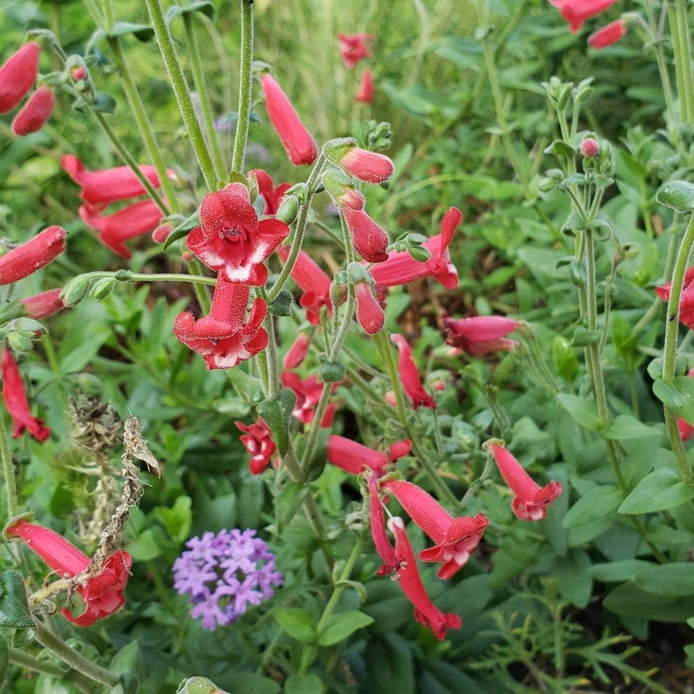 Penstemon baccharifolius (Rock Penstemon)
