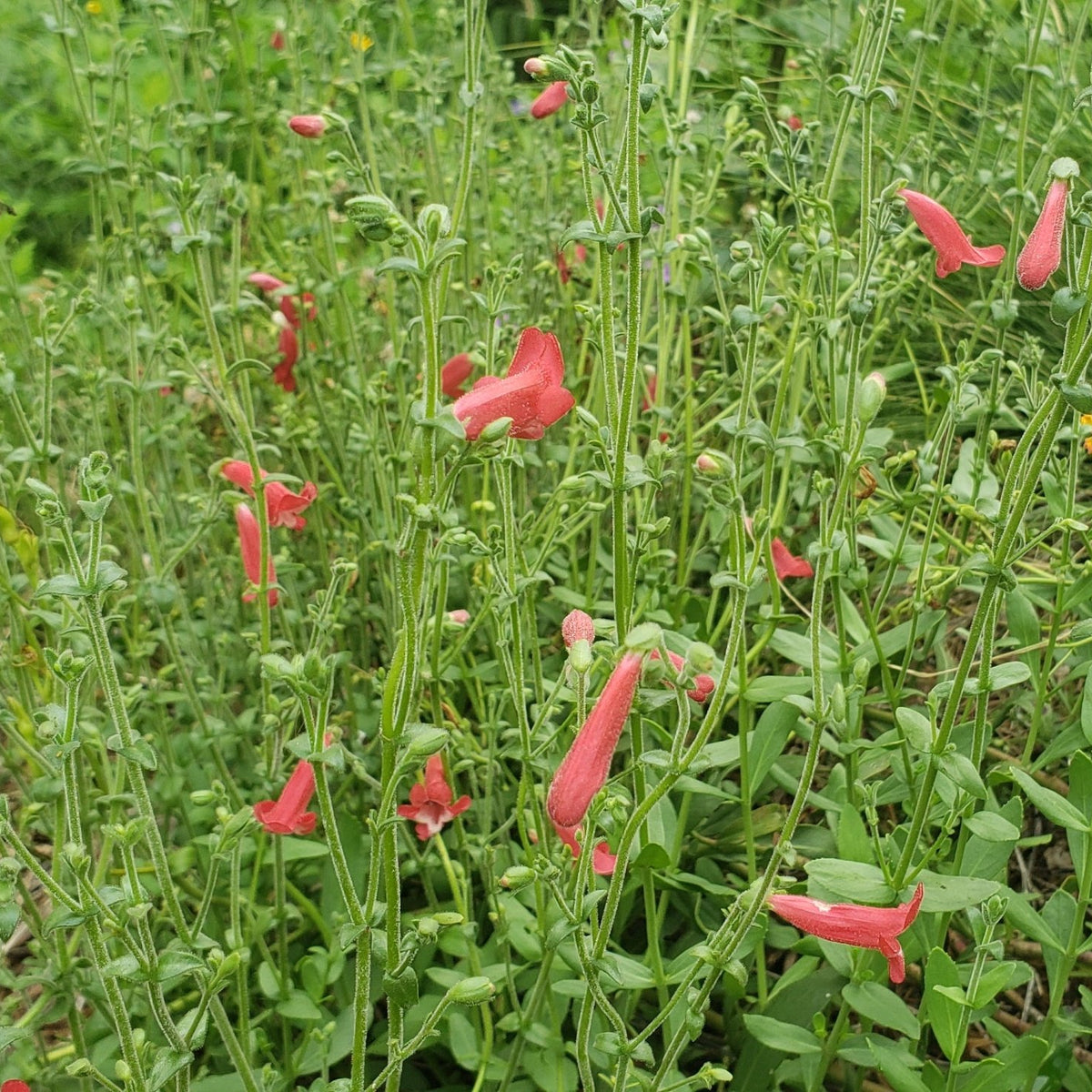Penstemon baccharifolius (Rock Penstemon)