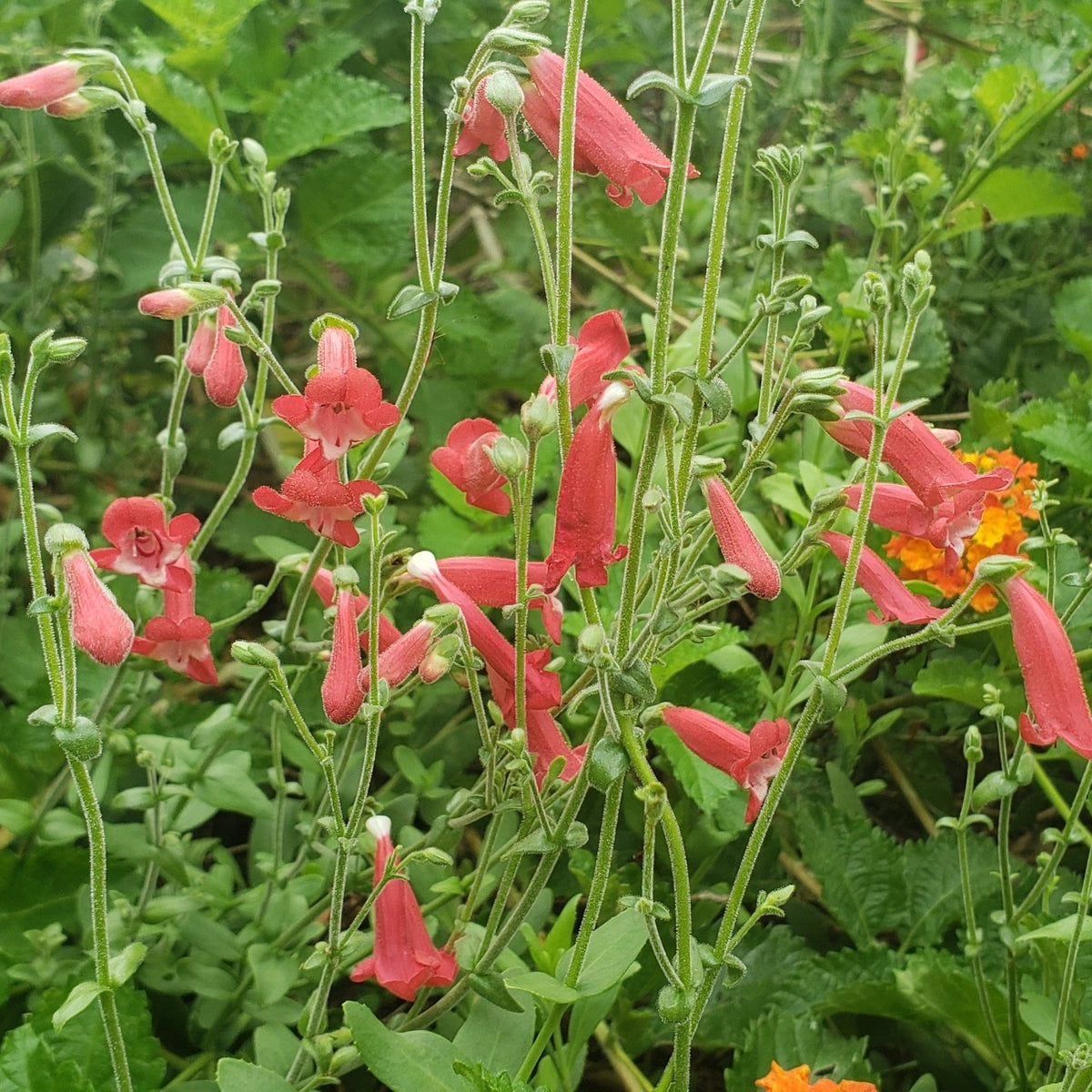 Penstemon baccharifolius (Rock Penstemon)