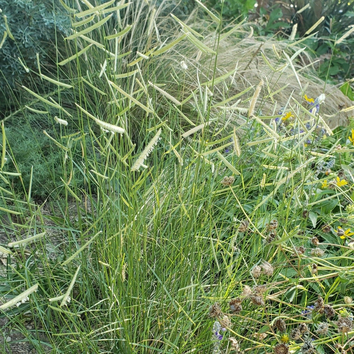 Bouteloua gracilis (Blue Grama)