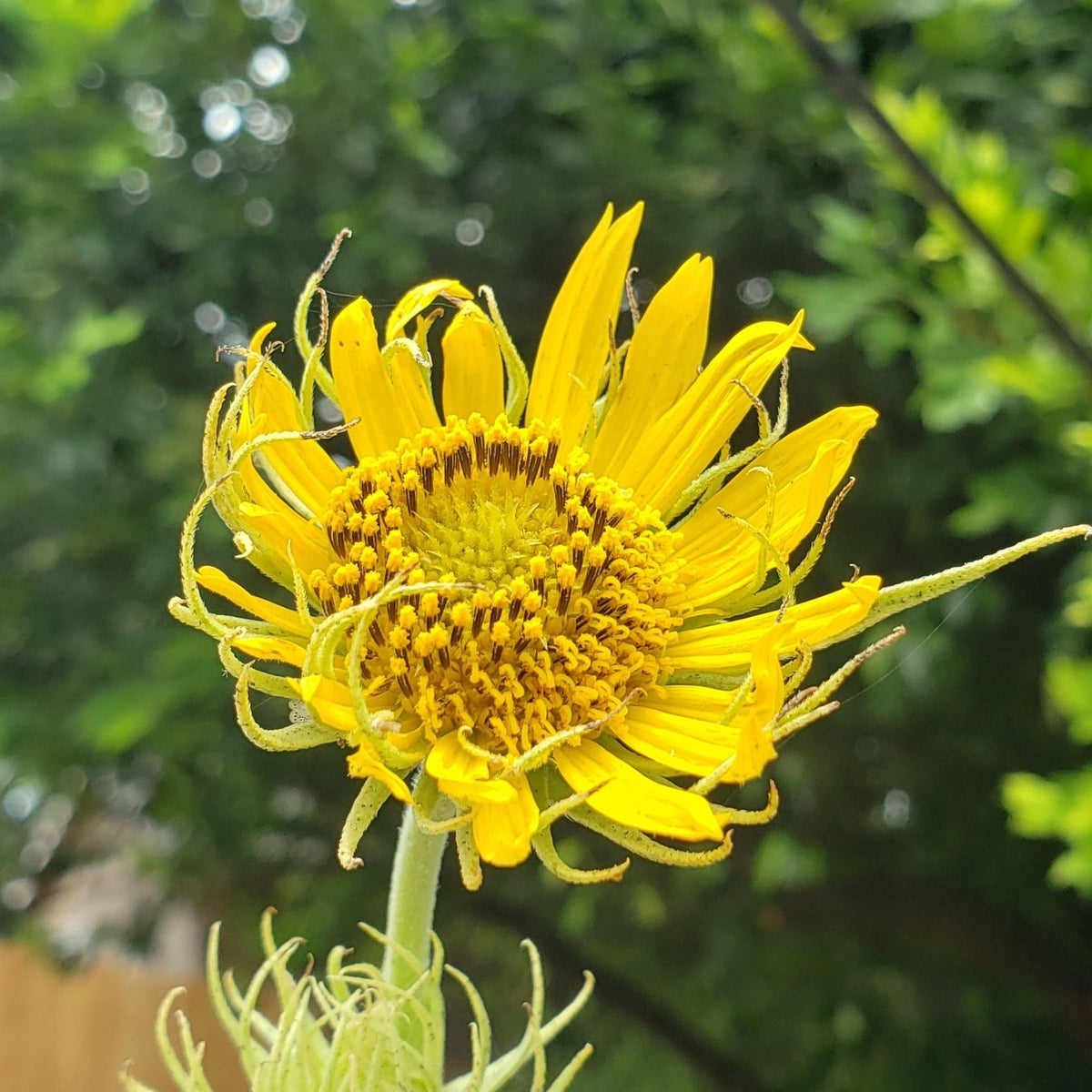 Helianthus maximiliani (Maximilian Sunflower)