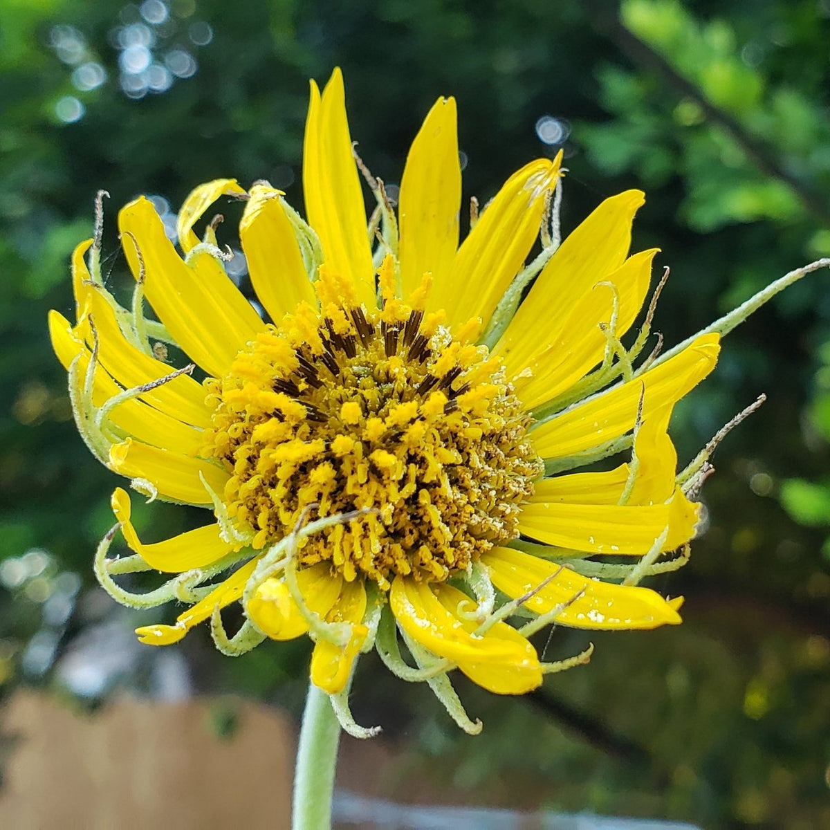 Helianthus maximiliani (Maximilian Sunflower)