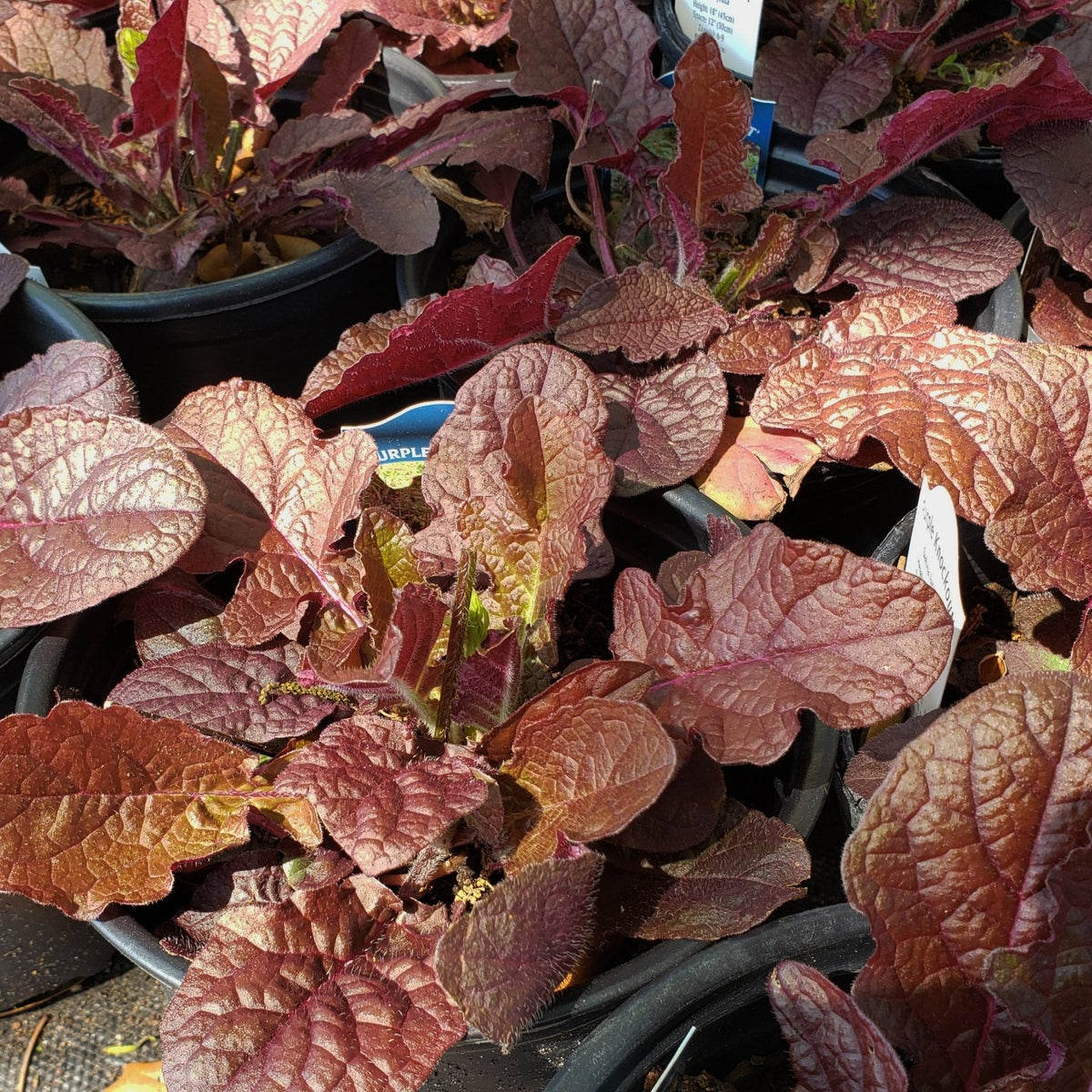 Salvia lyrata (Lyreleaf Sage 'Purple Knockout')