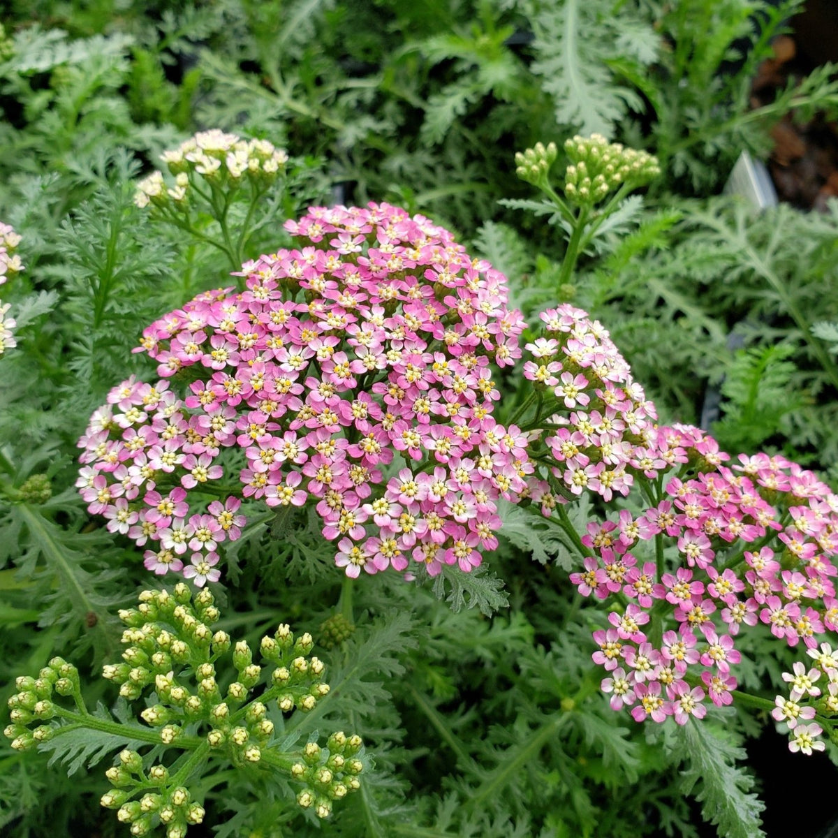 Achillea millefolium (Yarrow 'Milly Rock Rose')