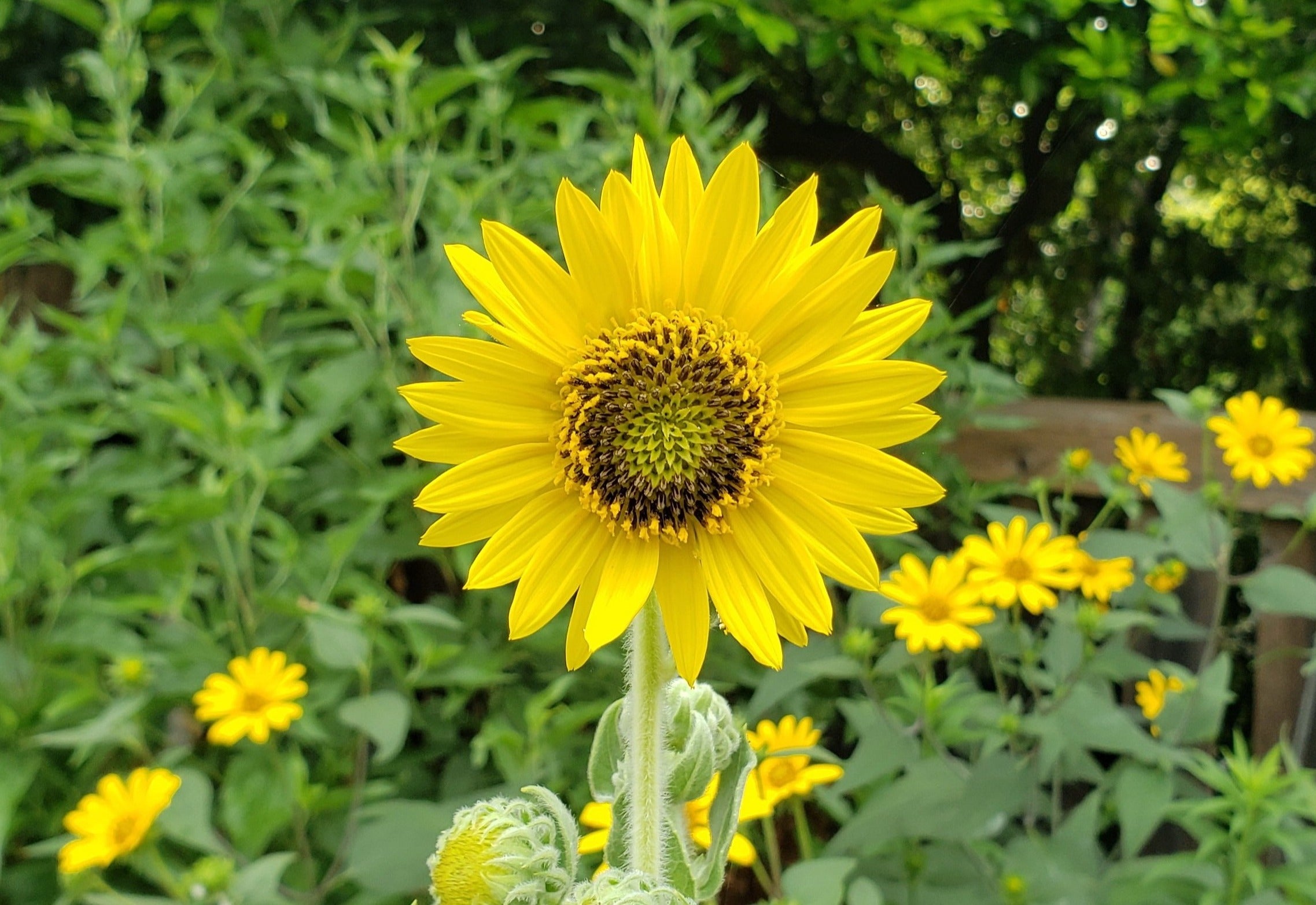 Helianthus mollis (Ashy Sunflower)