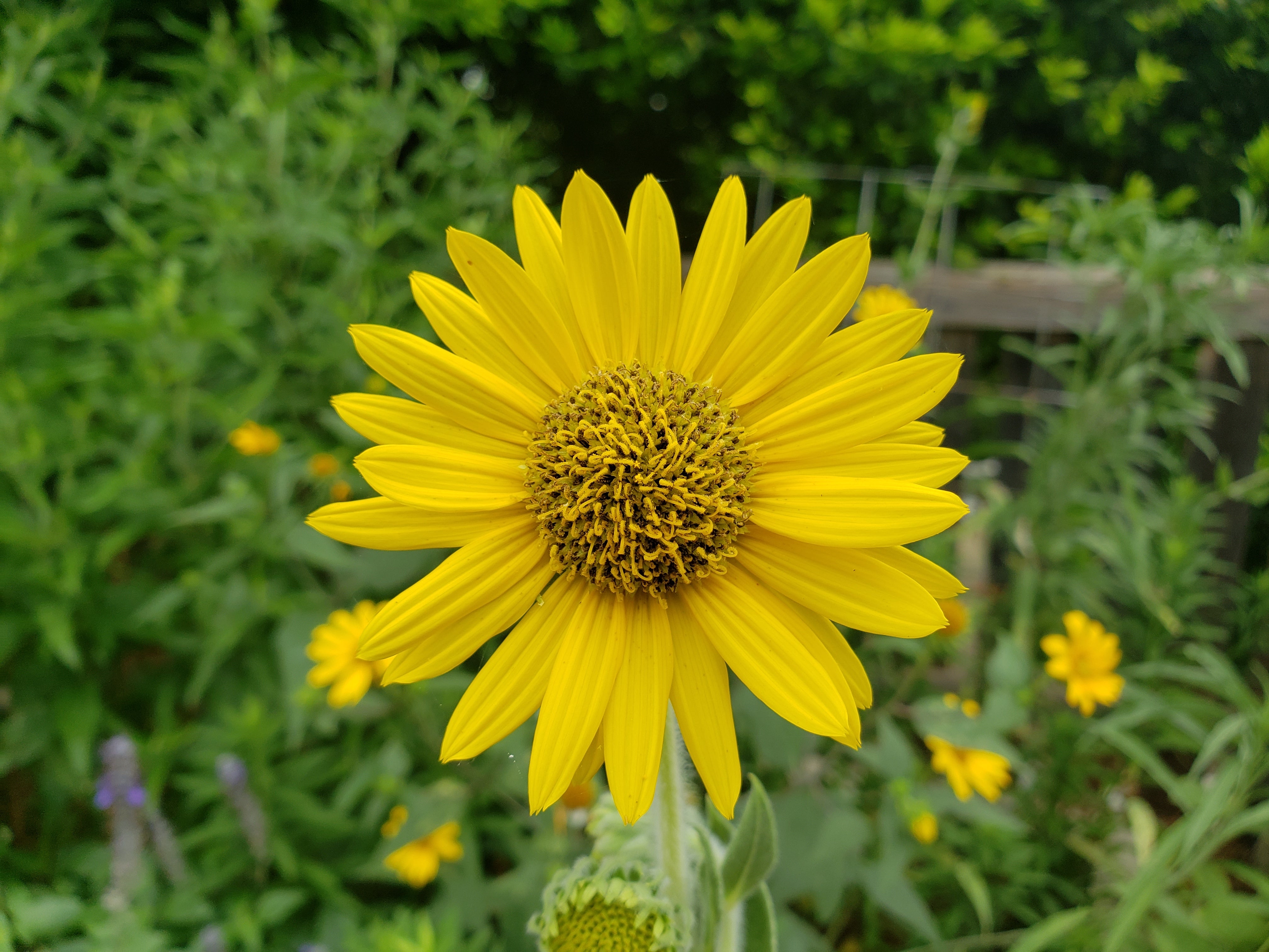 Helianthus mollis (Ashy Sunflower)