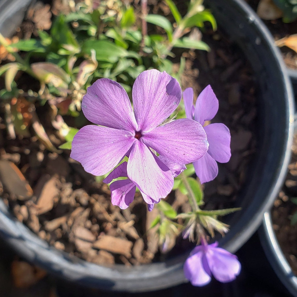 Phlox divaricata (Woodland Phlox 'Blue Moon')