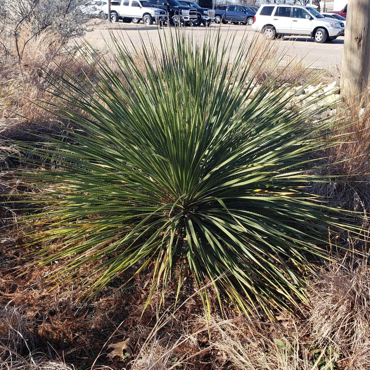 Dasylirion texanum (Texas Sotol)
