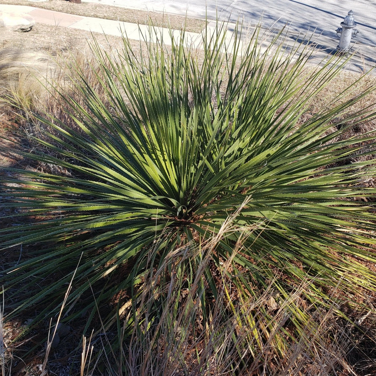 Dasylirion texanum (Texas Sotol)