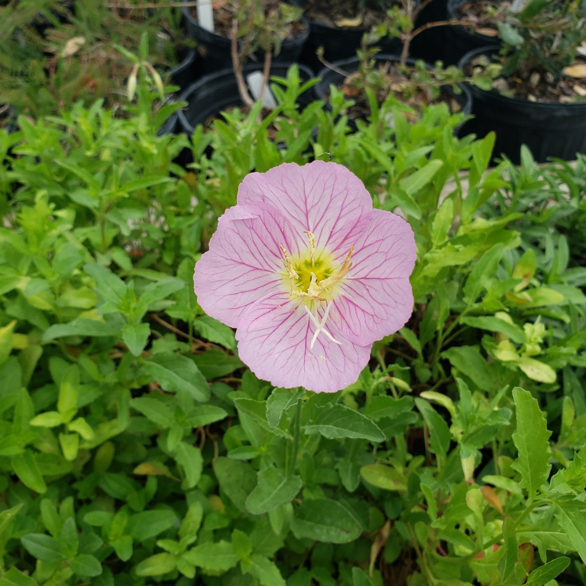 Oenothera speciosa (Pink Evening Primrose)