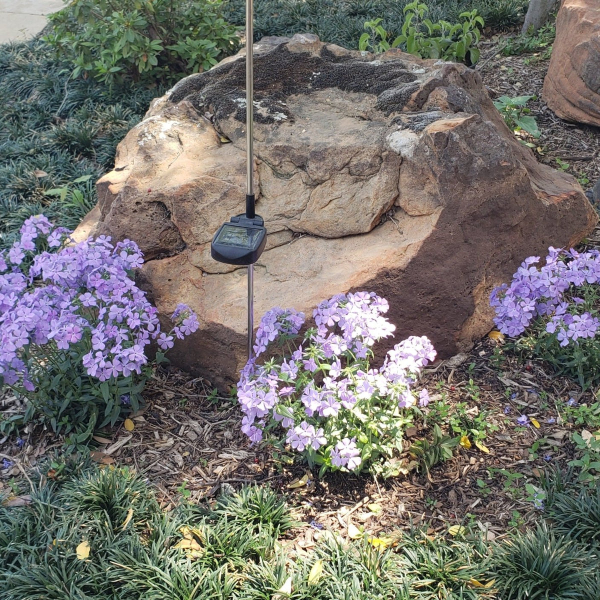 Phlox divaricata (Woodland Phlox 'Blue Moon')