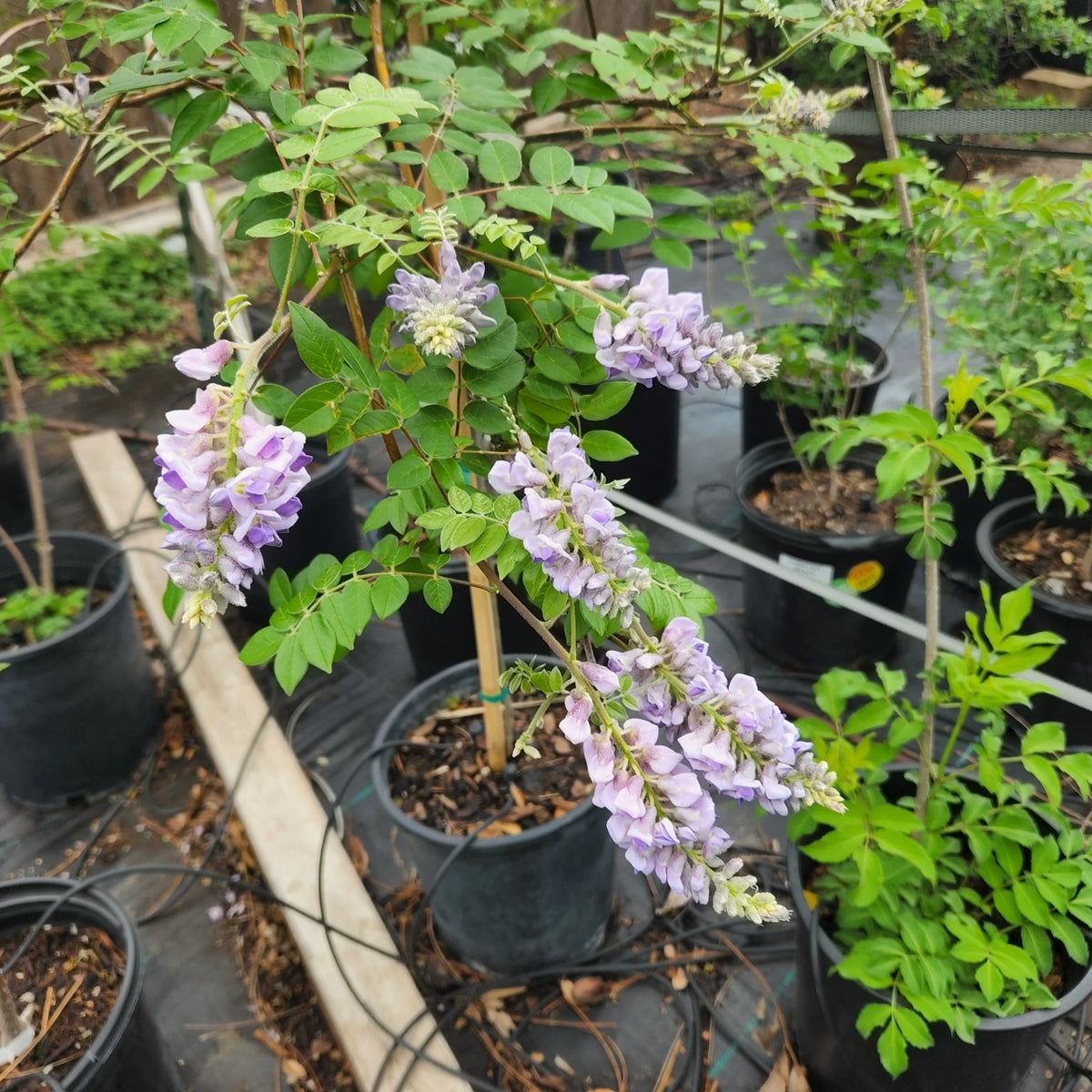 Wisteria frutescens (Texas Wisteria)