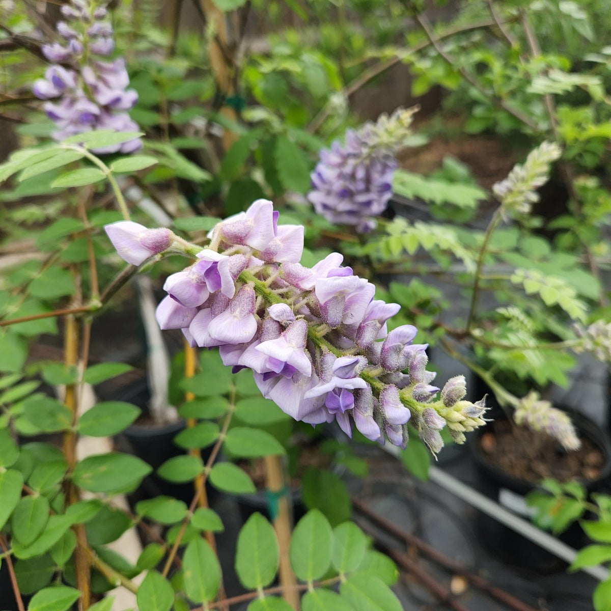 Wisteria frutescens (Texas Wisteria)