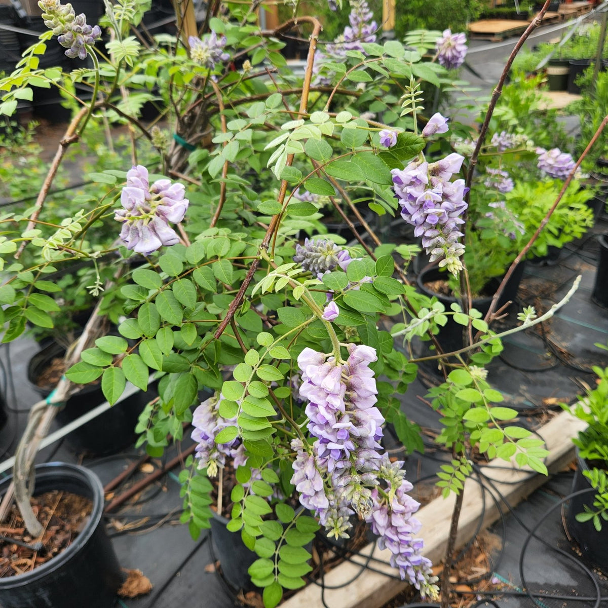 Wisteria frutescens (Texas Wisteria)