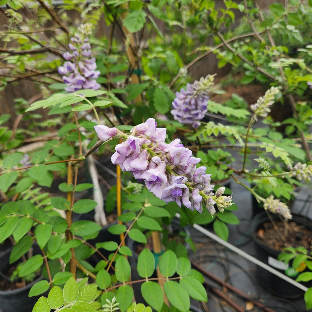 Wisteria frutescens (Texas Wisteria)