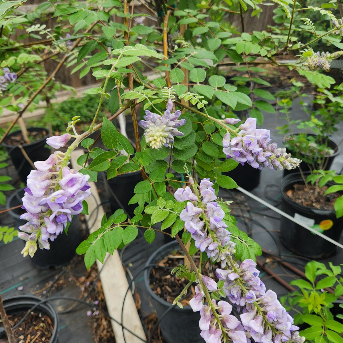 Wisteria frutescens (Texas Wisteria)