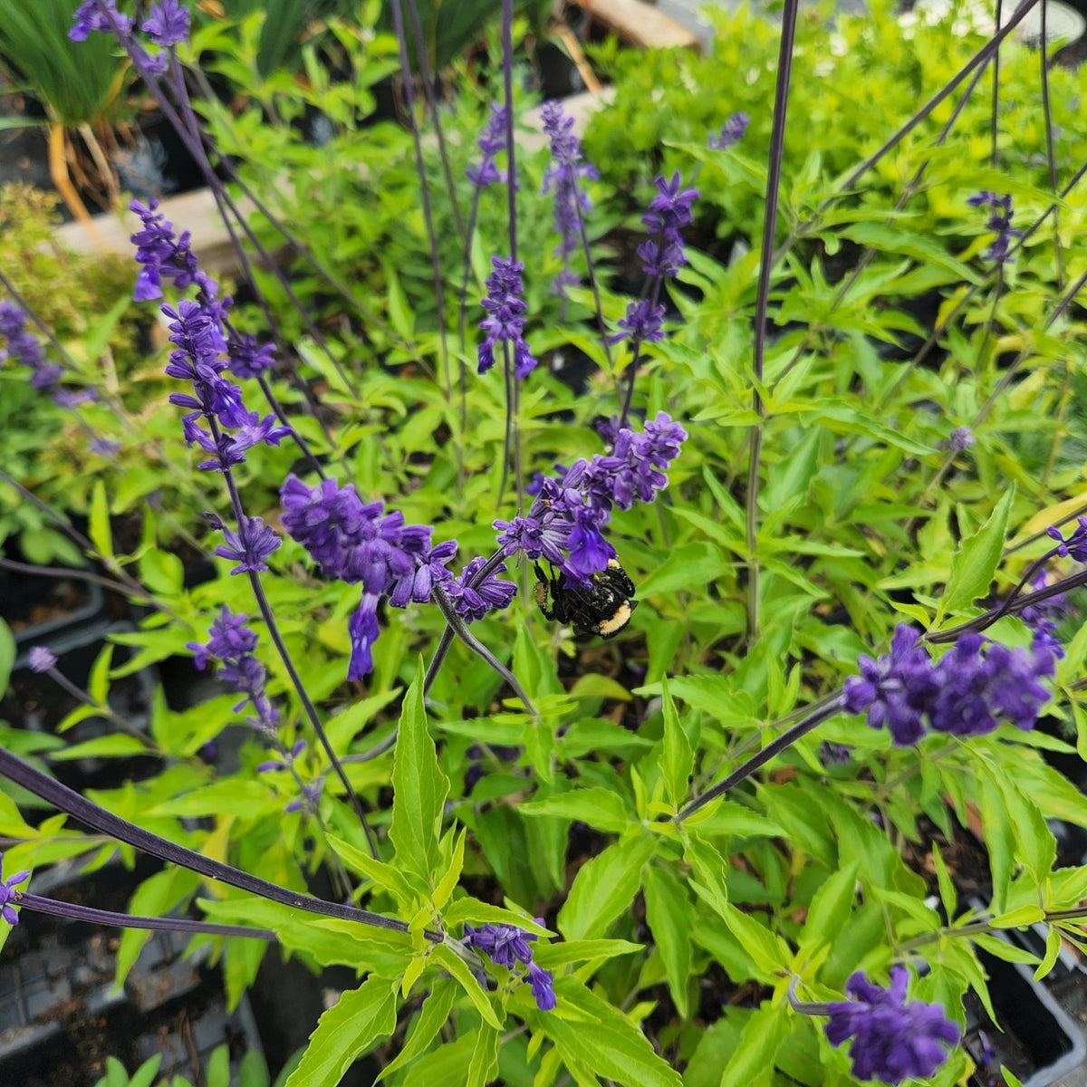 Salvia 'Henry Duelberg' (Salvia farinacea 'Henry Duelberg')